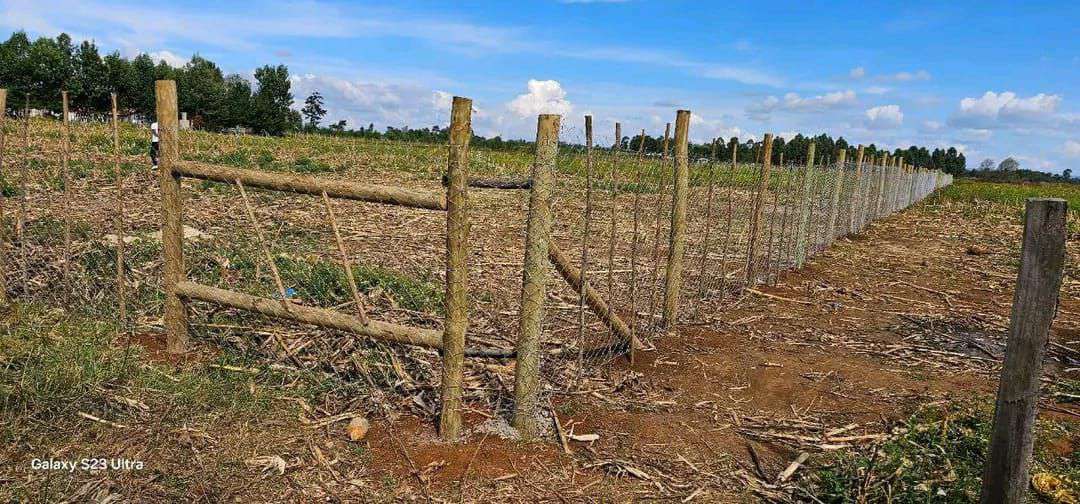 Fenced plot boundary at Illula (Limo's) near Eldoret