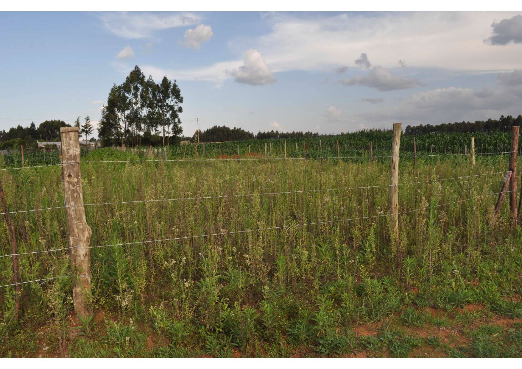Eighth-acre residential plot at Kiplombe, Eldoret